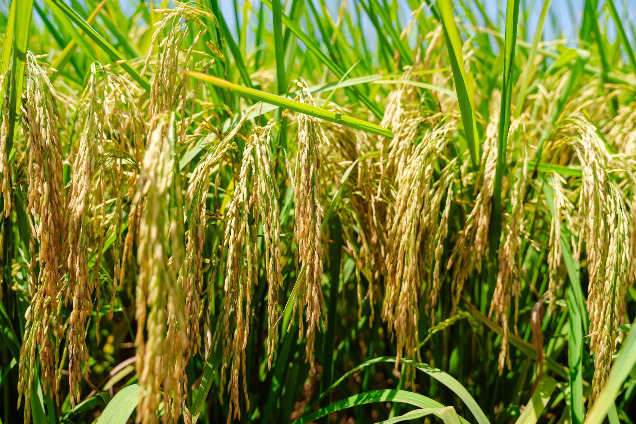  GIỐNG LÚA THUẦN TB99 