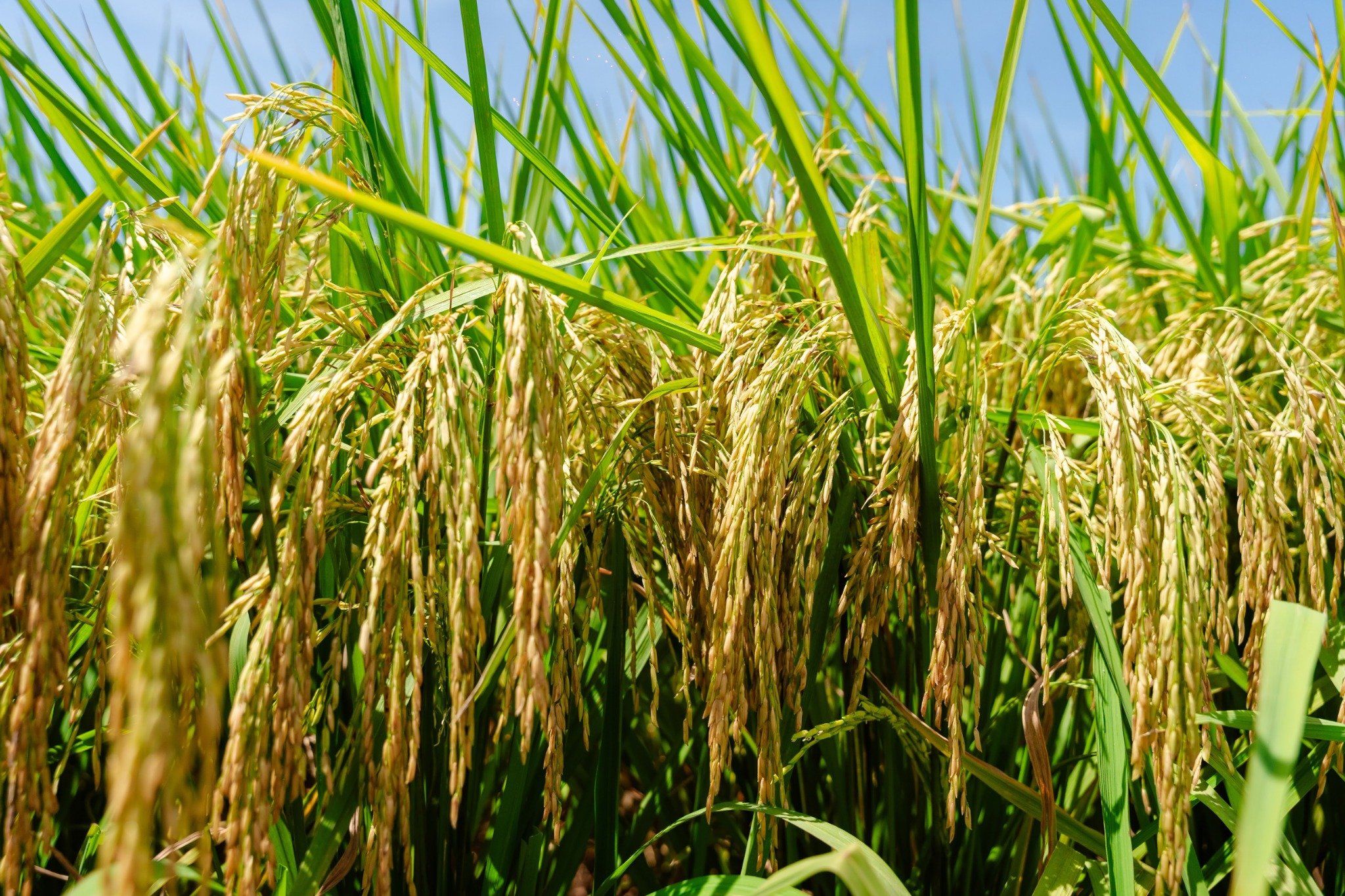  GIỐNG LÚA THUẦN TB99 