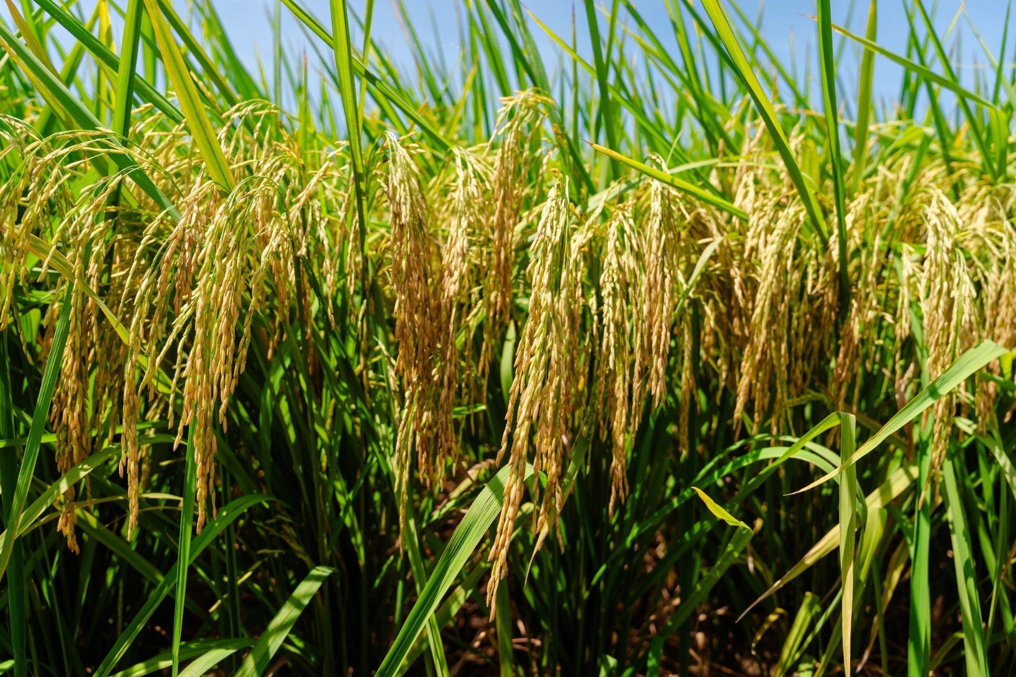  GIỐNG LÚA THUẦN TB99 