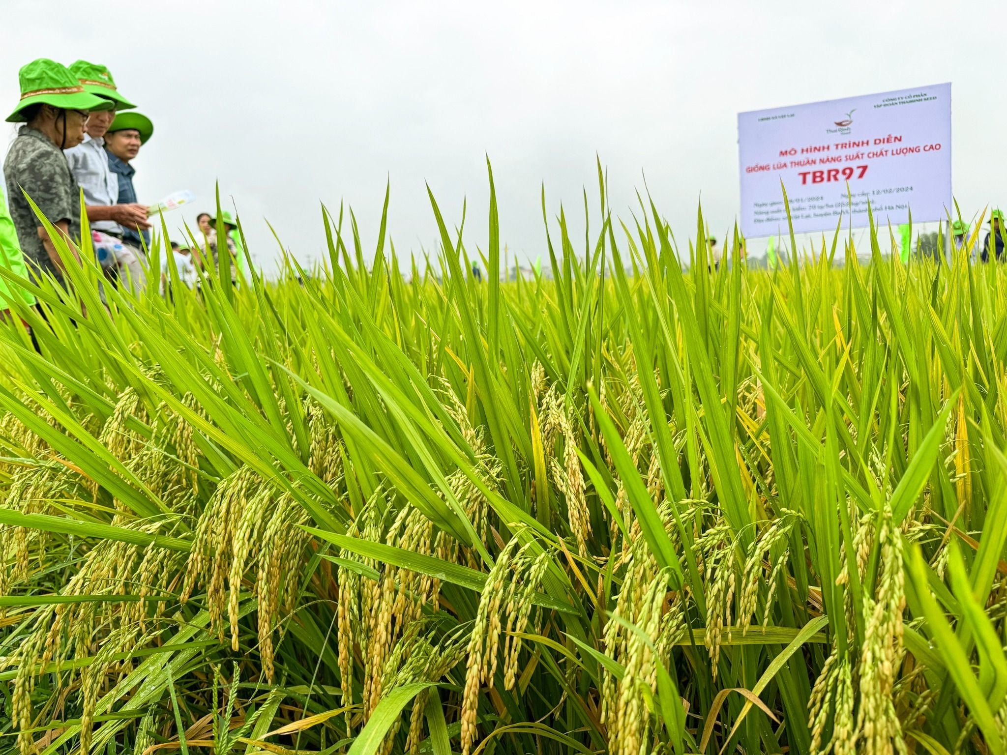  GIỐNG LÚA THUẦN TBR97 