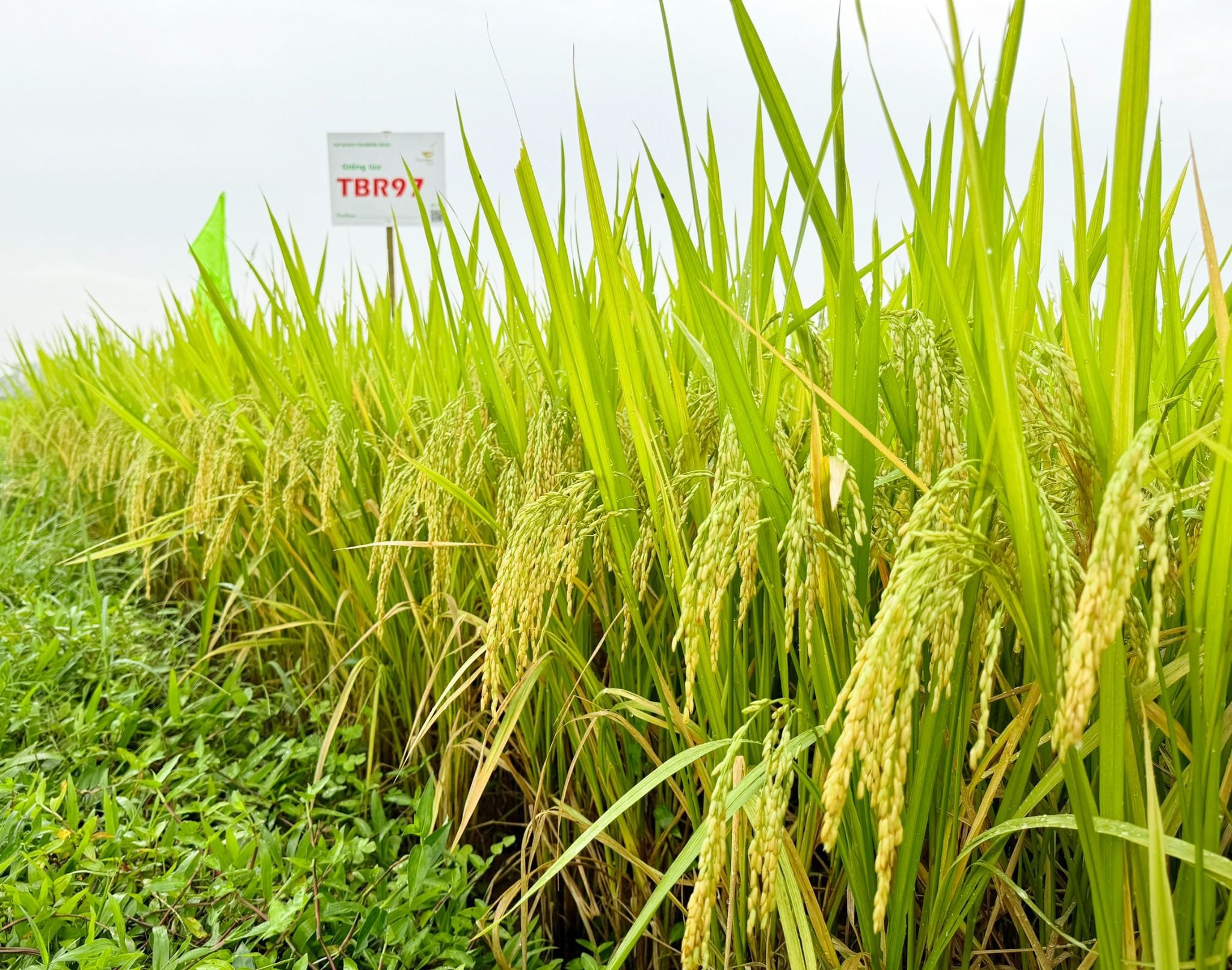  GIỐNG LÚA THUẦN TBR97 