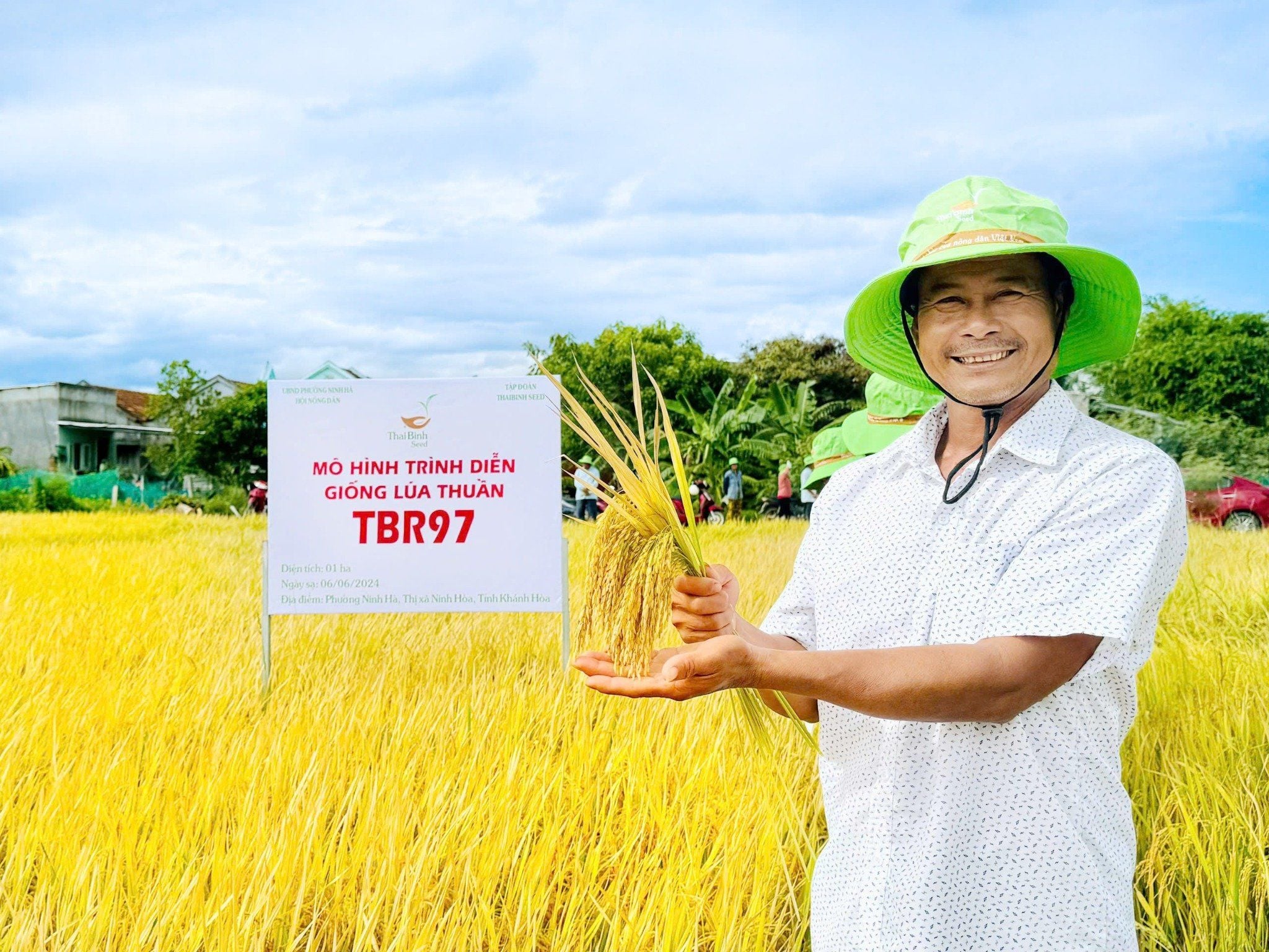  GIỐNG LÚA THUẦN TBR97 