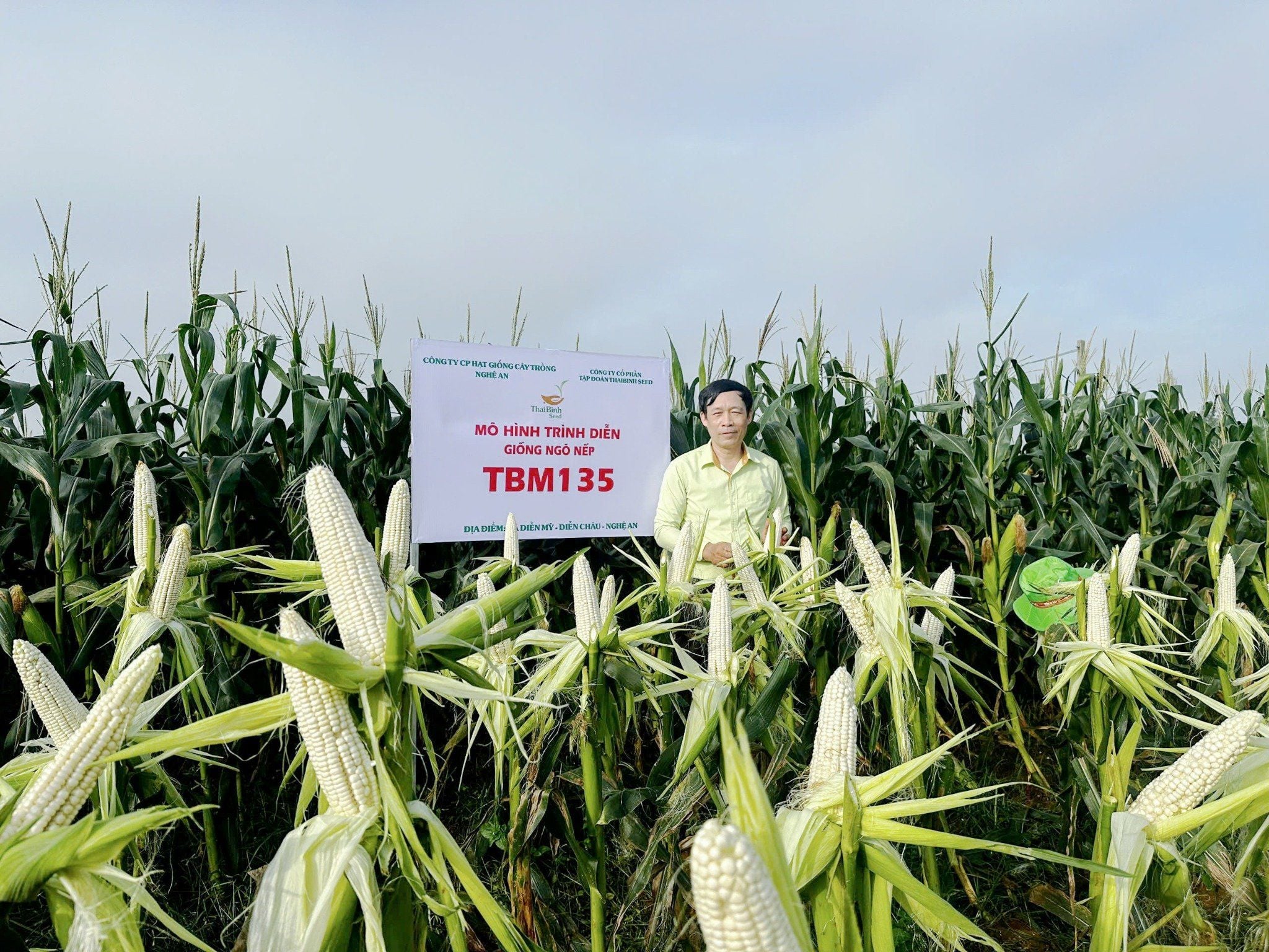  NGÔ NẾP LAI TBM135 