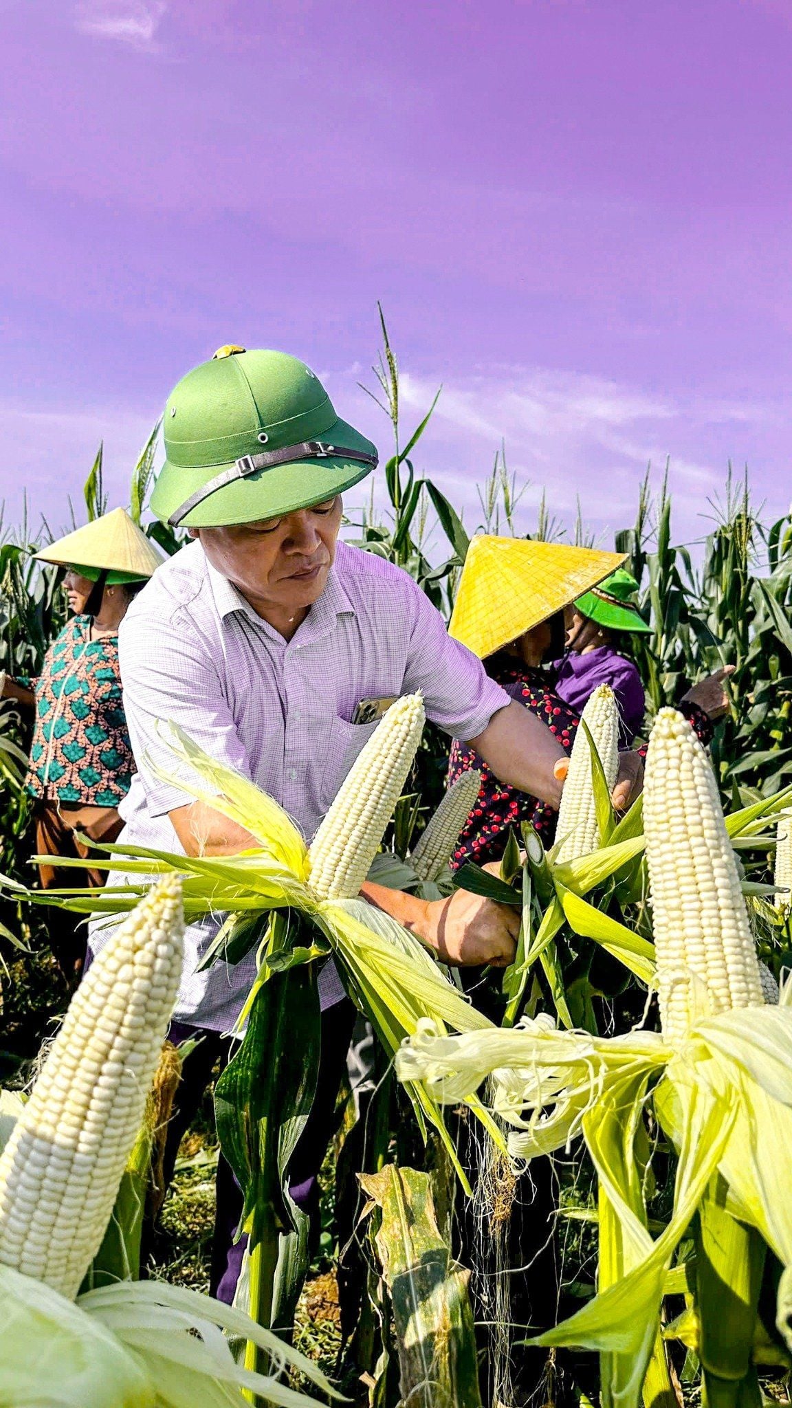  NGÔ NẾP LAI TBM135 