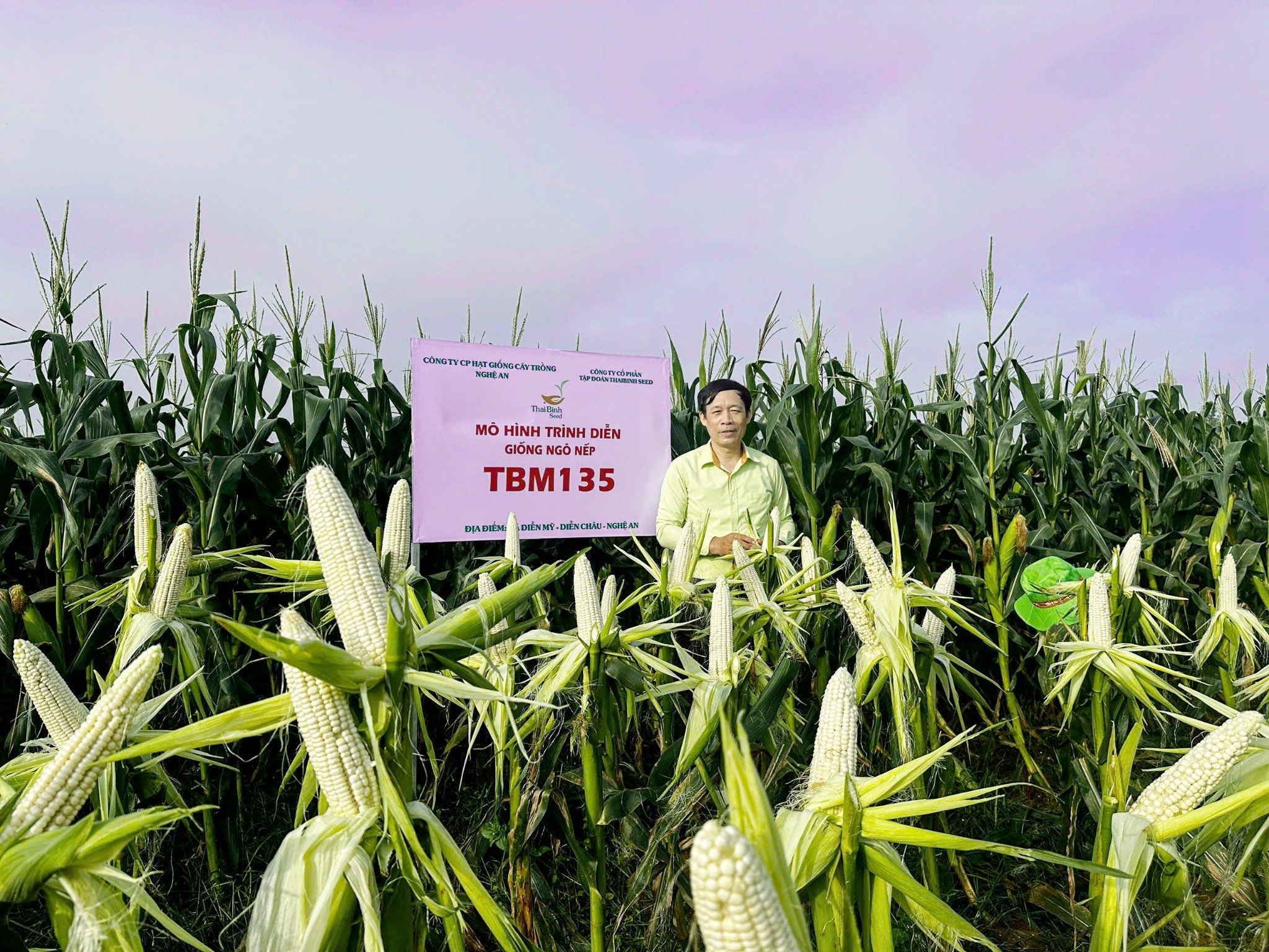  NGÔ NẾP LAI TBM135 