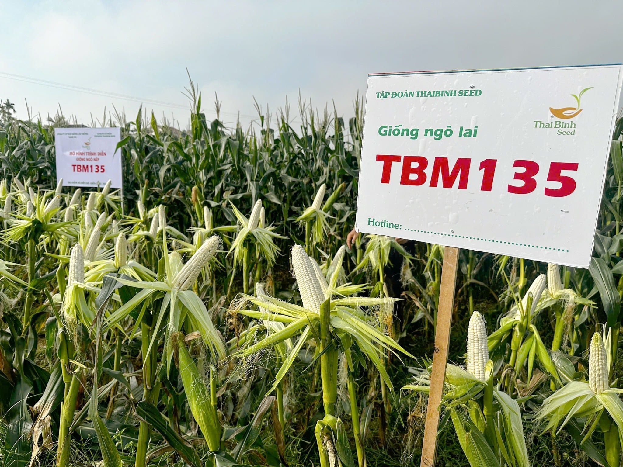  NGÔ NẾP LAI TBM135 