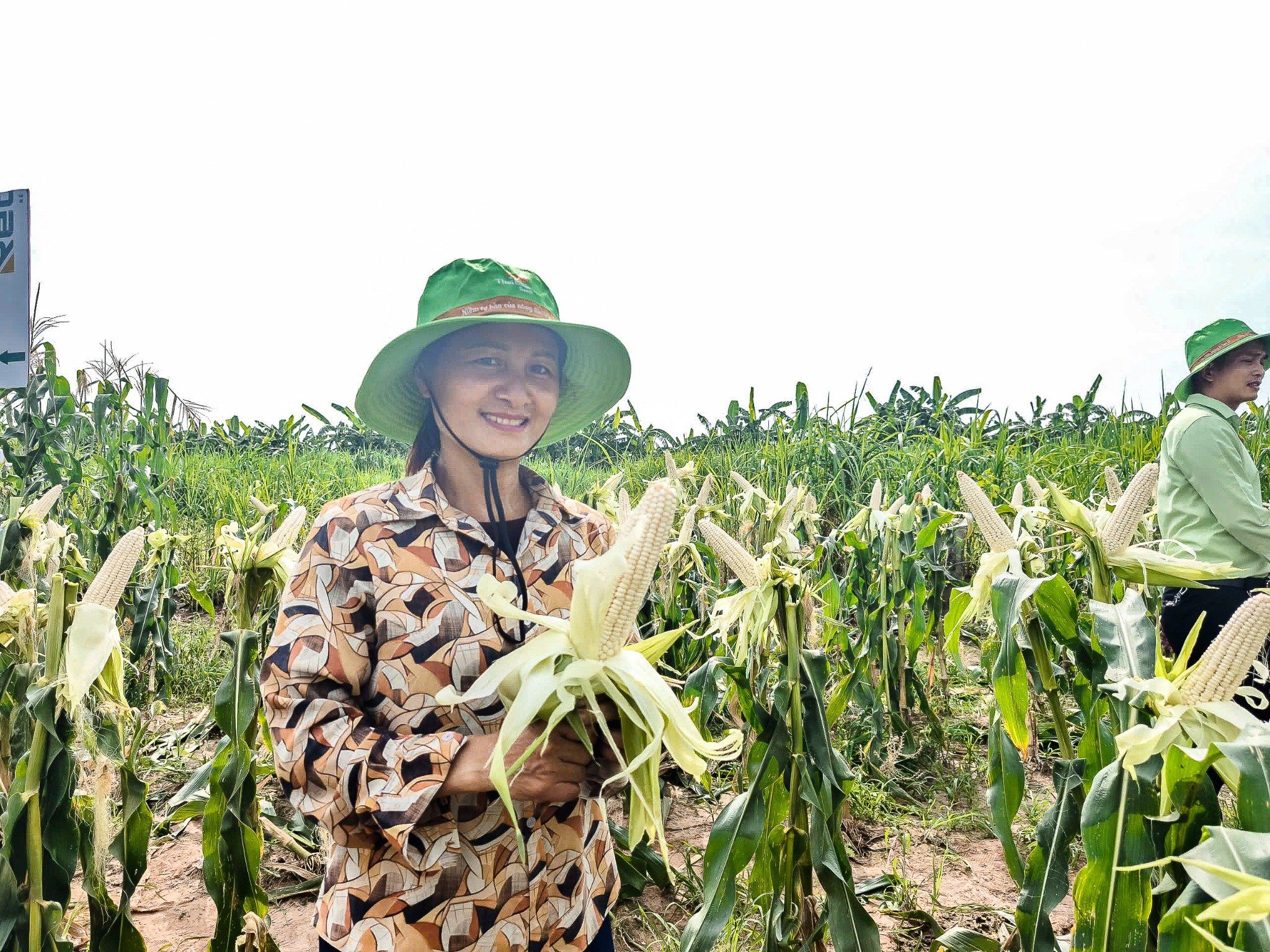 NGÔ NẾP LAI TBM18 