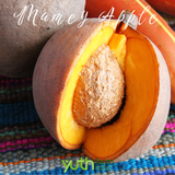  Cây giống Mamey Apple 