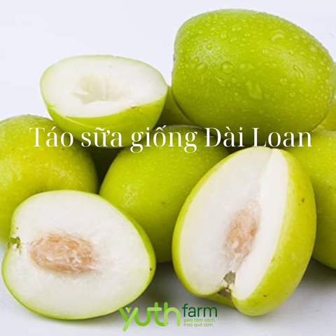  Cây giống táo sữa Đài Loan 