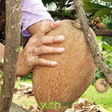  Cây giống hồng xiêm khổng lồ 