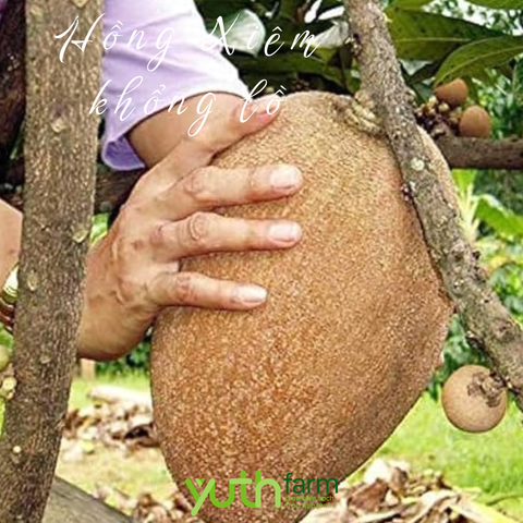  Cây giống hồng xiêm khổng lồ 