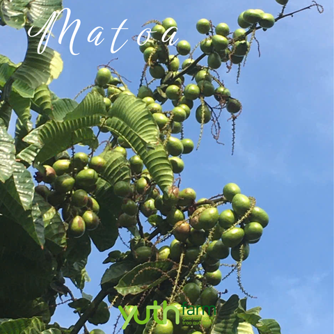  Cây giống Matoa 