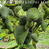  Cây giống mãng cầu xiêm khổng lồ Brazil 