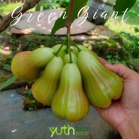  Cây giống mận Green Giant 