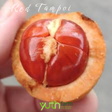  Cây giống Tampoi đỏ 