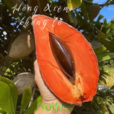  Cây giống hồng xiêm khổng lồ 