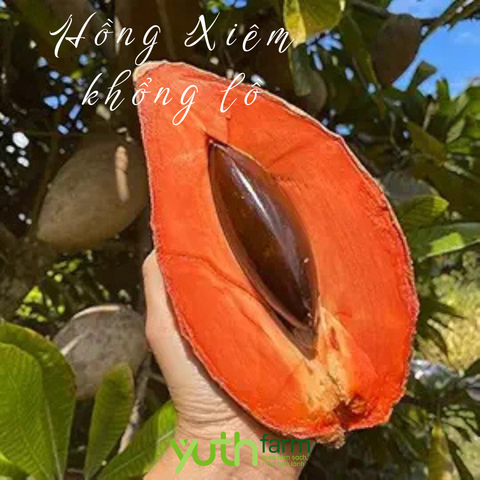  Cây giống hồng xiêm khổng lồ 