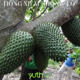  Cây giống mãng cầu xiêm khổng lồ Brazil 