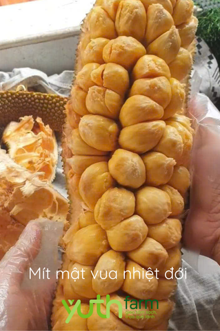  Cây giống Mít mật vua nhiệt đới 