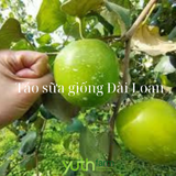  Cây giống táo sữa Đài Loan 