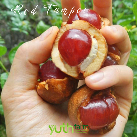  Cây giống Tampoi đỏ 