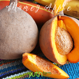  Cây giống Mamey Apple 