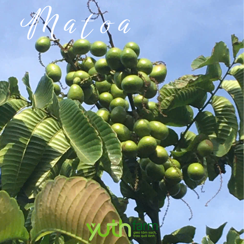  Cây giống Matoa 