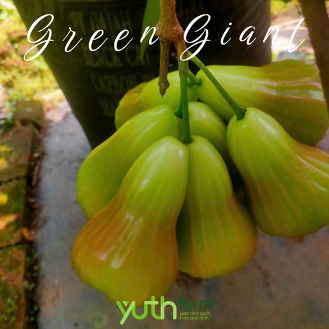  Cây giống mận Green Giant 