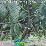  Cây giống mãng cầu xiêm khổng lồ Brazil 