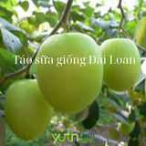  Cây giống táo sữa Đài Loan 