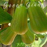  Cây giống mận Green Giant 