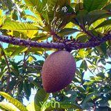  Cây giống hồng xiêm khổng lồ 