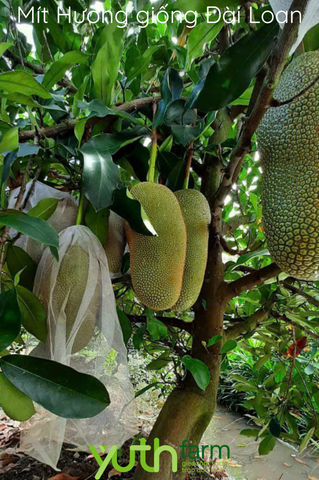  Cây giống Mít Hương Đài Loan 