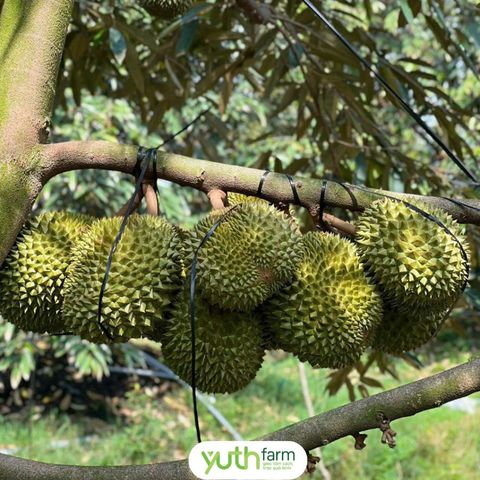  Cây giống sầu riêng Blackthorn 