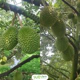 Cây giống sầu riêng Musang King 