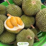  Cây giống sầu riêng Blackthorn 