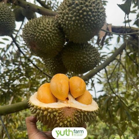  Cây giống sầu riêng Blackthorn 