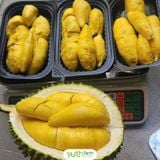  Cây giống sầu riêng Musang King 