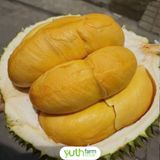  Cây giống sầu riêng Blackthorn 