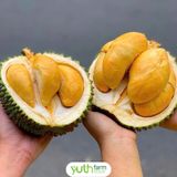  Cây giống sầu riêng Blackthorn 