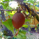  Cây giống hồng xiêm khổng lồ 