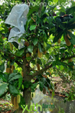  Cây giống Mít Hương Đài Loan 