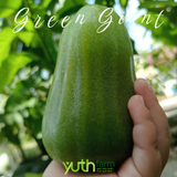  Cây giống mận Green Giant 