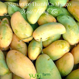 Xoài Thanh Ca 