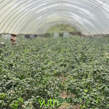  Việt Quất Yuth Farm 