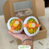  Cây giống thanh long Tổ Yến 