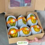  Cây giống thanh long Tổ Yến 