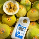  Cây giống chanh dây mật ong 