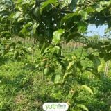  Cây giống chanh dây mật ong 