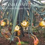  Cây giống thanh long Tổ Yến 